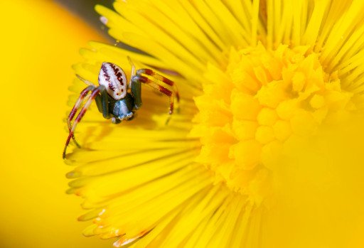 Ultimate Guide to Mastering Macro Photography: Essential Tips and Techniques